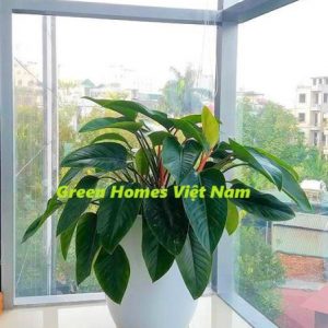 Cây đế vương đỏ - Công Ty Cổ Phần Green Homes Việt Nam